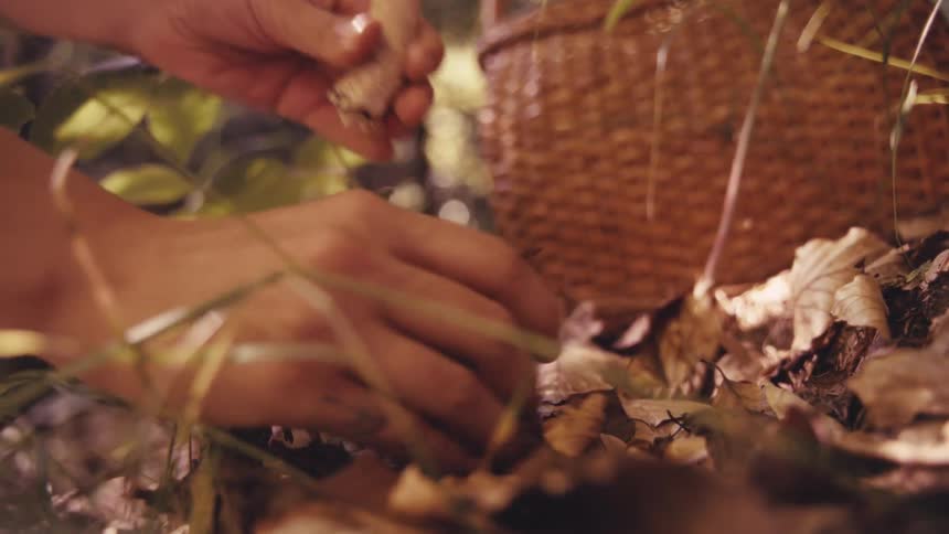 A person picking a mushroom in the forest
