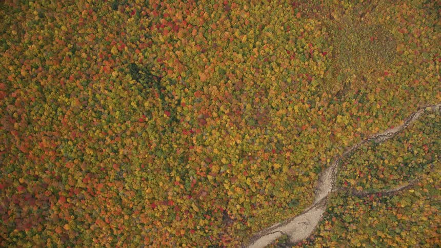 A forest with a dry looed path as the leaves color are changing colors