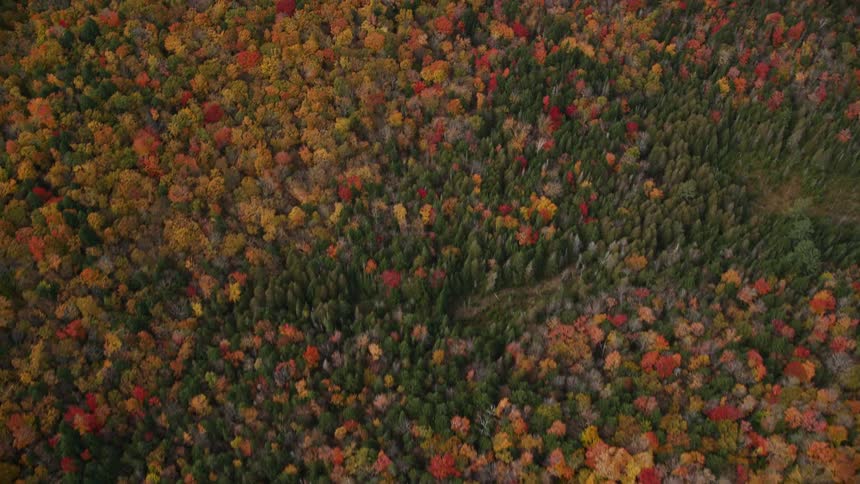 An aerial view of a huge forest of trees