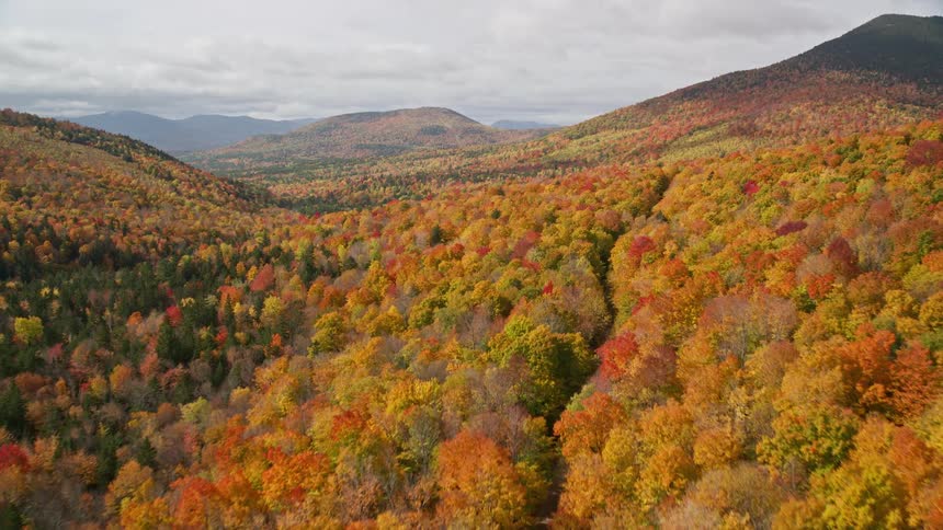 Aerial view of a forest in the mountains