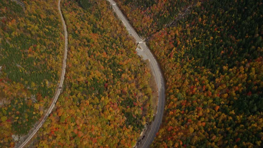 Aerial view of a road through the forest