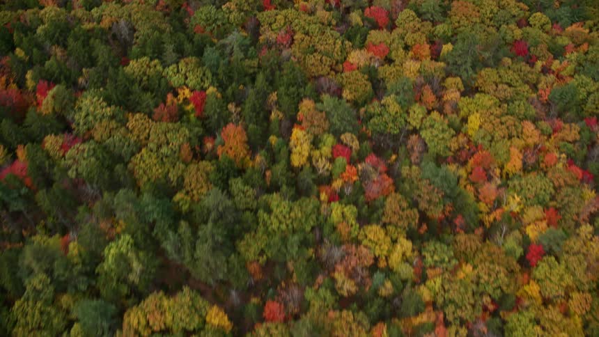 The forest is vast