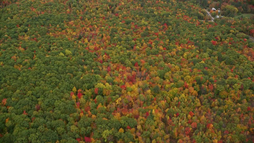 An aerial panorama of a forest with colorful springtime trees