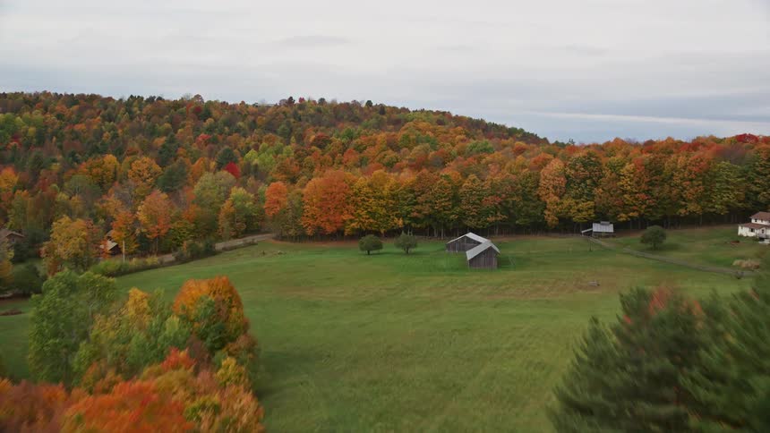 Aerial view of a large forest with several trees in the fall