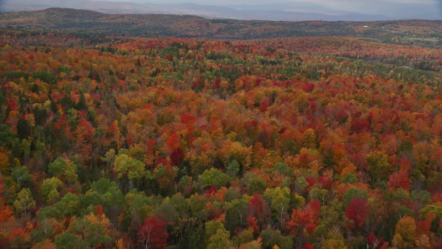 Aerial view of a forest with colorful leaves in the fall