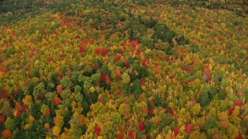 Aerial view of forestest mountains with trees in bright fall colors