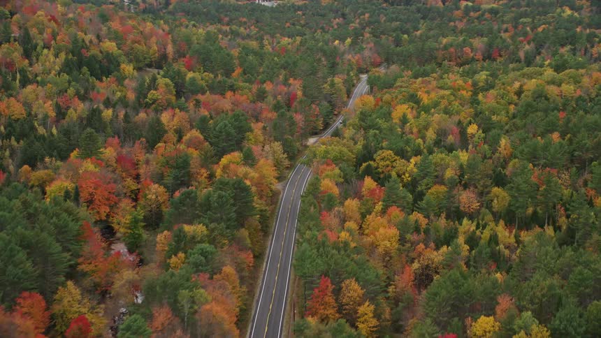 A car travels on a road surrounded by a forest of trees in bright fall colors