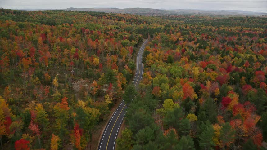The highway runs straight through the woods