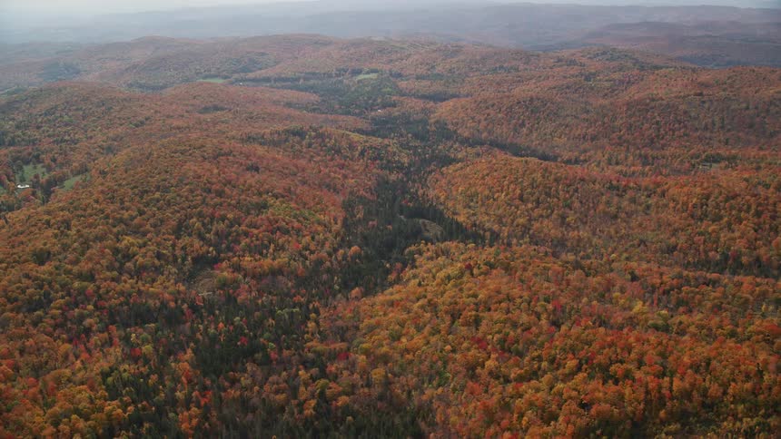 Aerial view of a forest in autumn