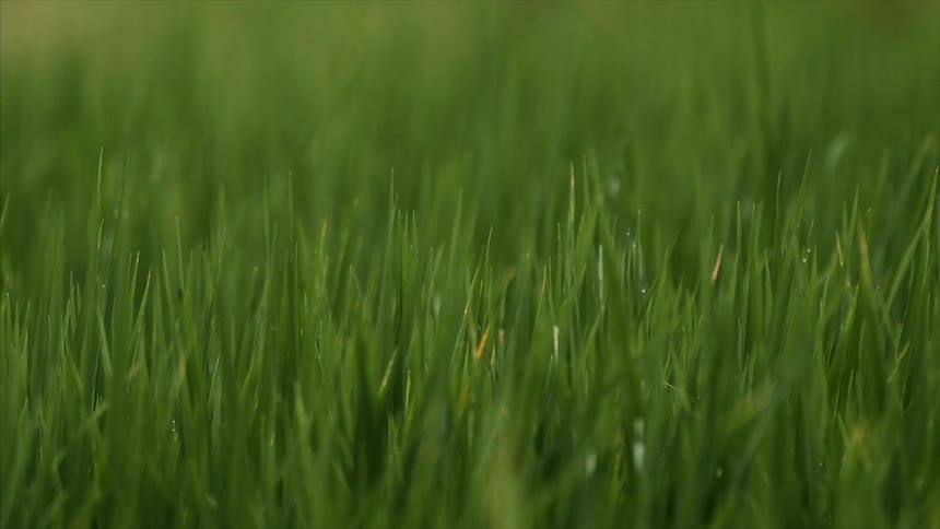 Close-up of tall green grass