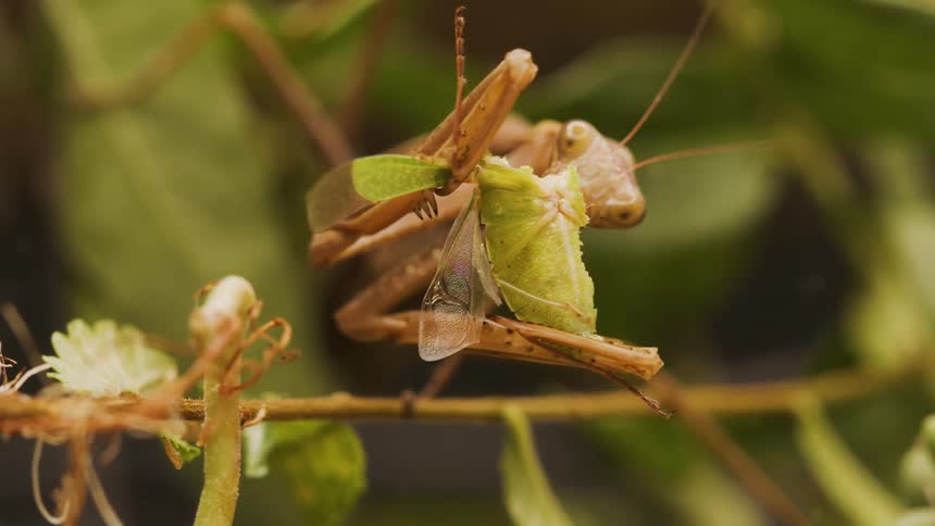 Praying mantis eats body of winged insect
