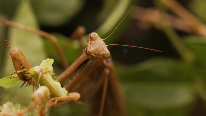 Brown mantis holding a green dead insect feeding on it