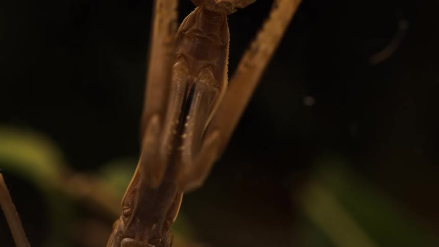 Closeup of a brown insect