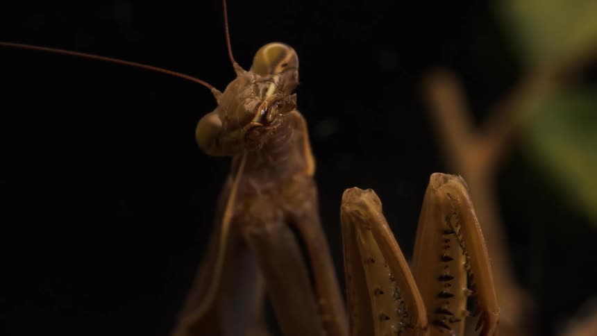 Extreme closeup of a cricket moving its mouth