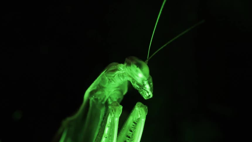 Closeup of a mantis on a black background
