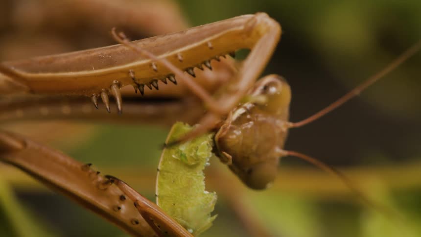 Extreme closeup of a mantis eating a green bug