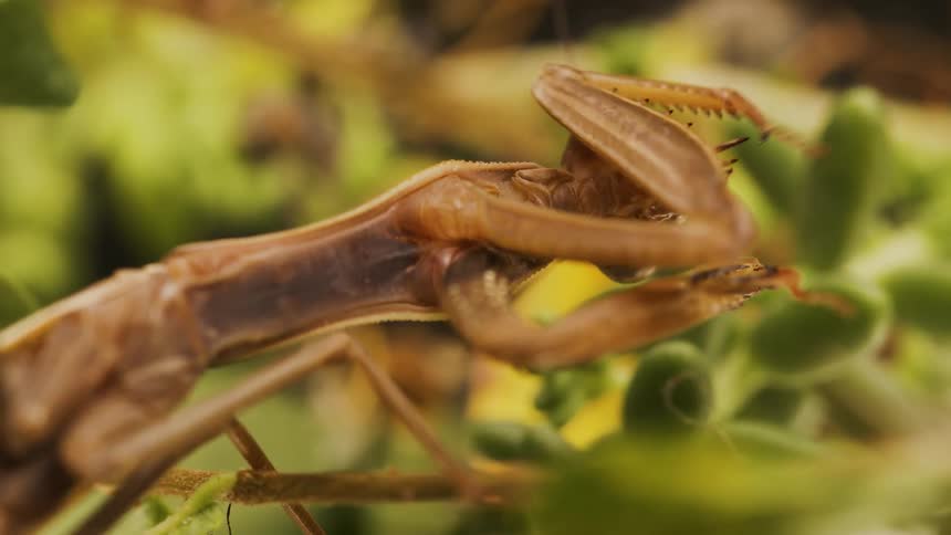 A mantis outdoor in the wild eating meal from its hand