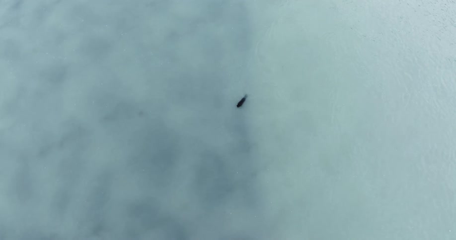 A seal is swimming in the icy waters