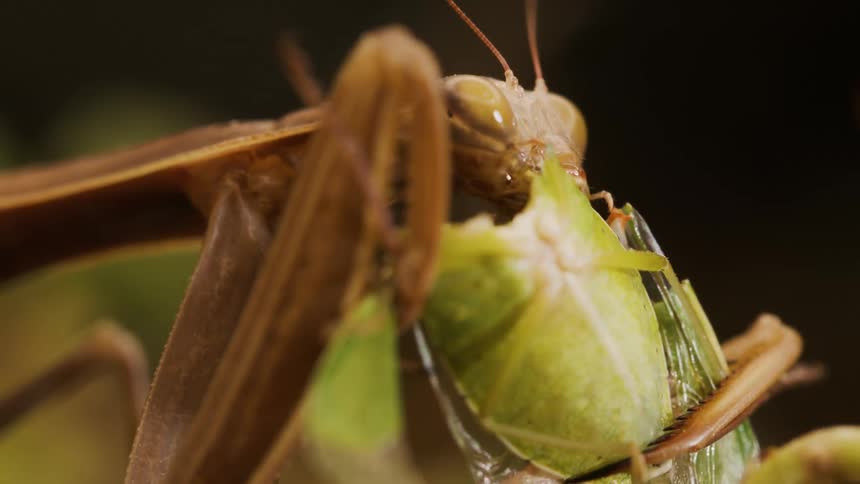 Close up of a praying mantis eating a bug