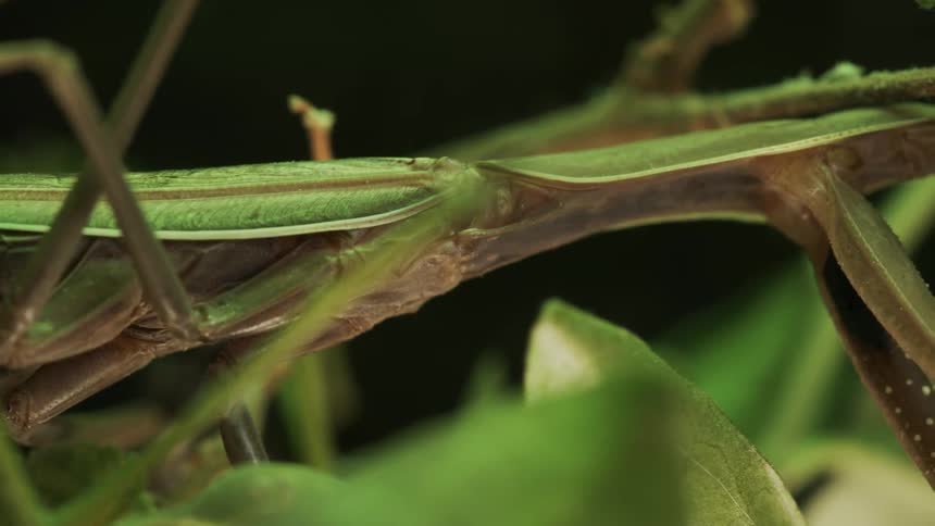 A green praying mantis on top of green leaves