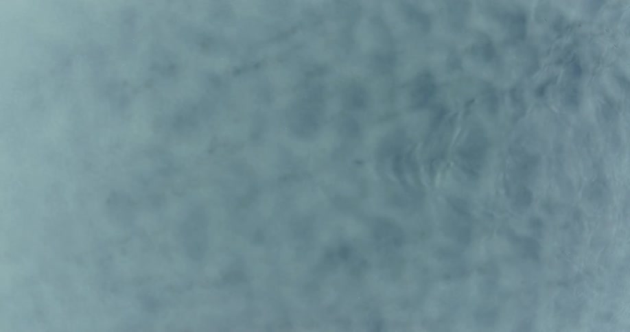 A seal swimming in a clear liquid river
