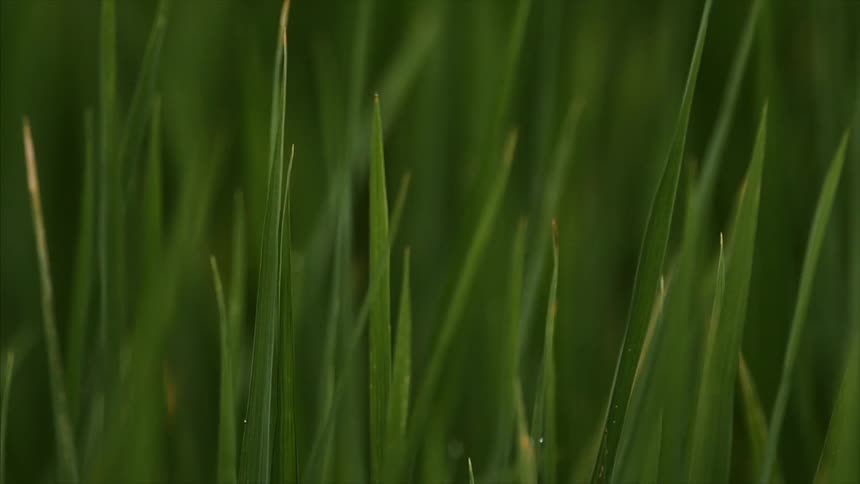 Grass blowing in the breese