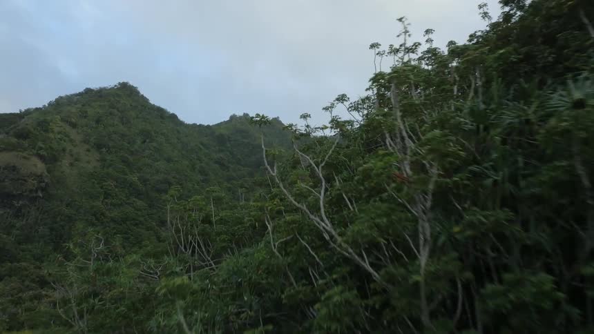 Mountains covered with trees on a sunny day
