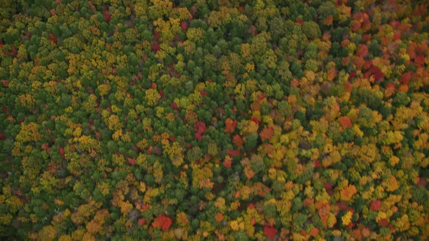 Aerial of trees of different colors at midday