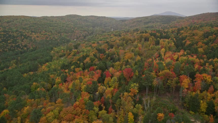 A small rural town in the middle of the forest surrounded by trees