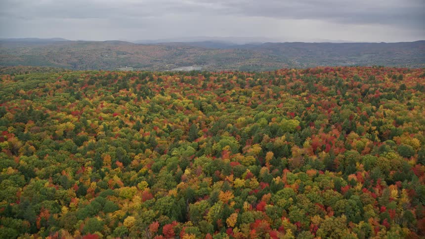 The autumn forest is colorful