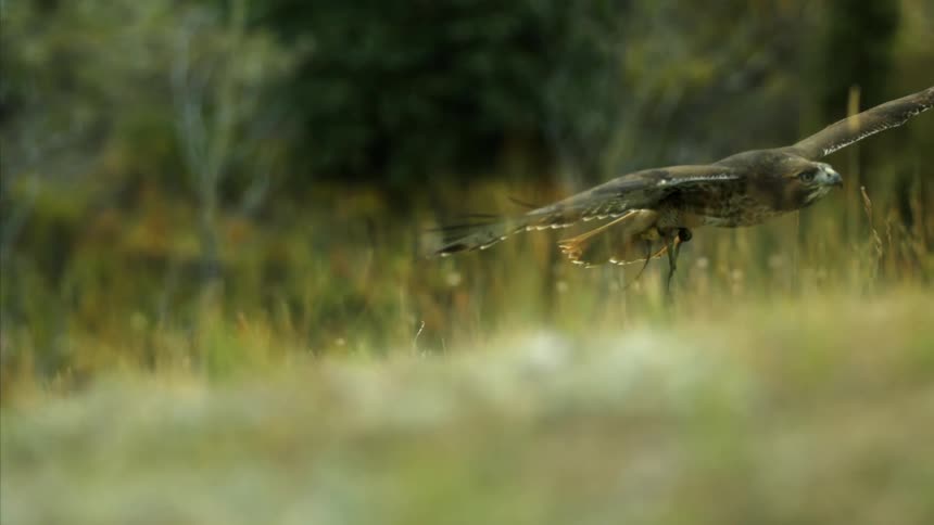 A large bird of prey flying through the air with tall grass and trees behind it