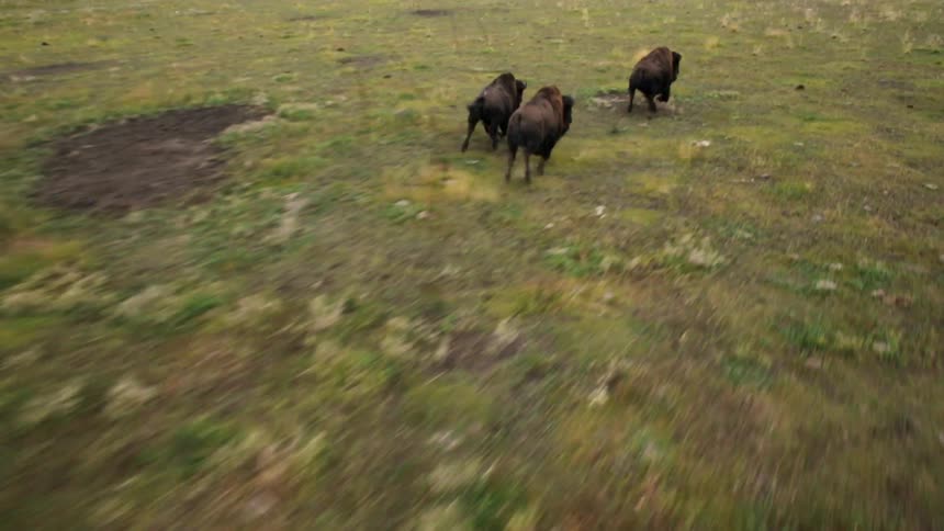 Buffalo race over a grassy field