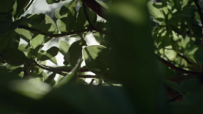 The light is shining in through the leaves