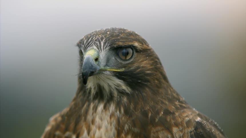 An eagle is looking ahead turning its head