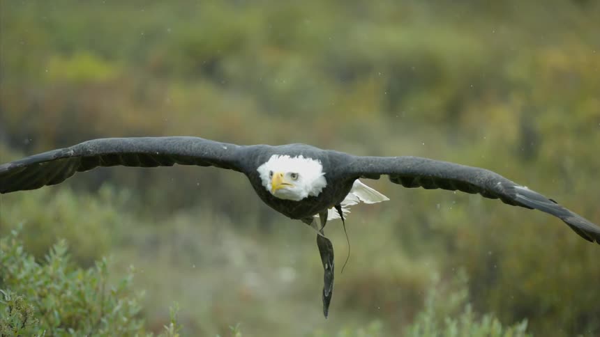 An eagle glides above the grass