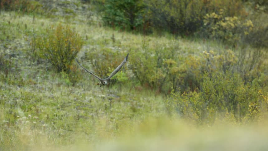 A bird glides over the grass