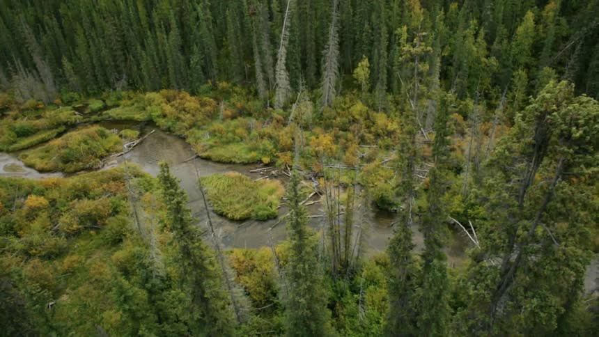 A stream below is surrounded by tall trees