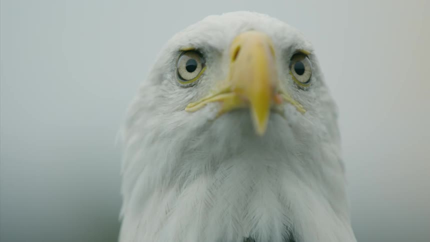 An eagle stares before blinking and turning head