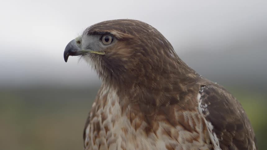 Close up of a large bird