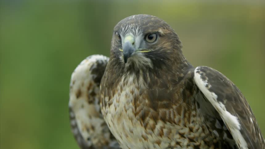 A hawk looking around and lifting its wings