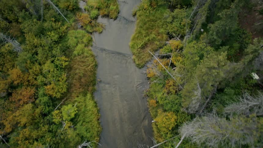 A stream of water with trees and branches