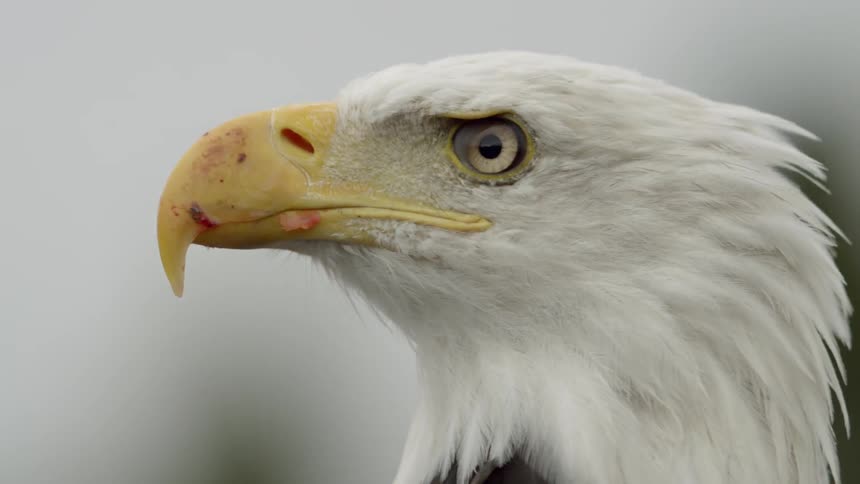 An eagle is looking ahead blinking briefly