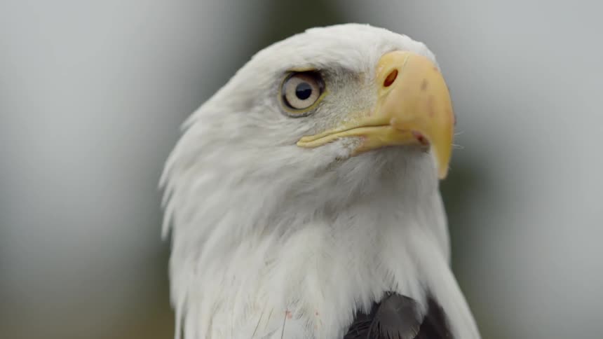 An eagle stares into the distance