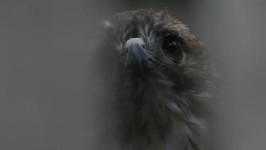 An eagle with brown fur looks to the left