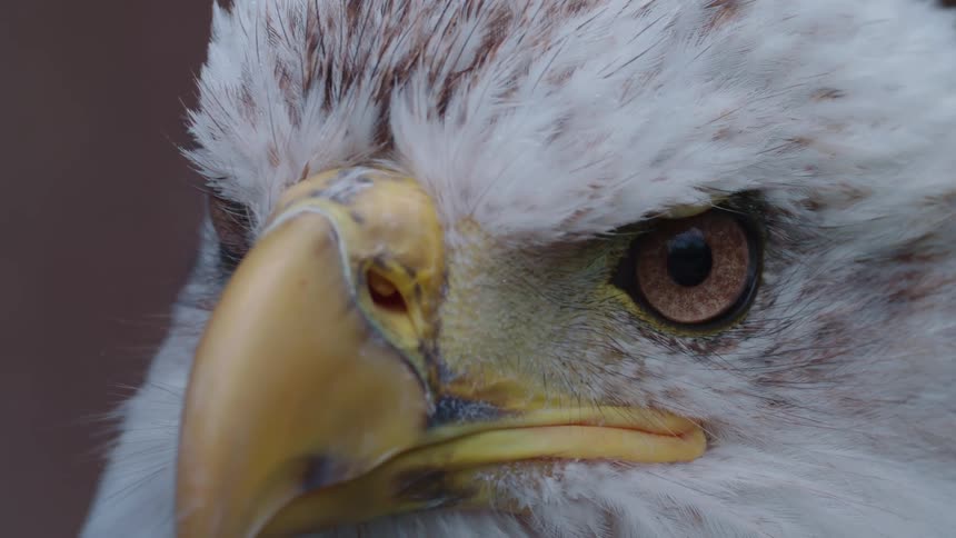 A bird with yellow beak white fur and brown eyes