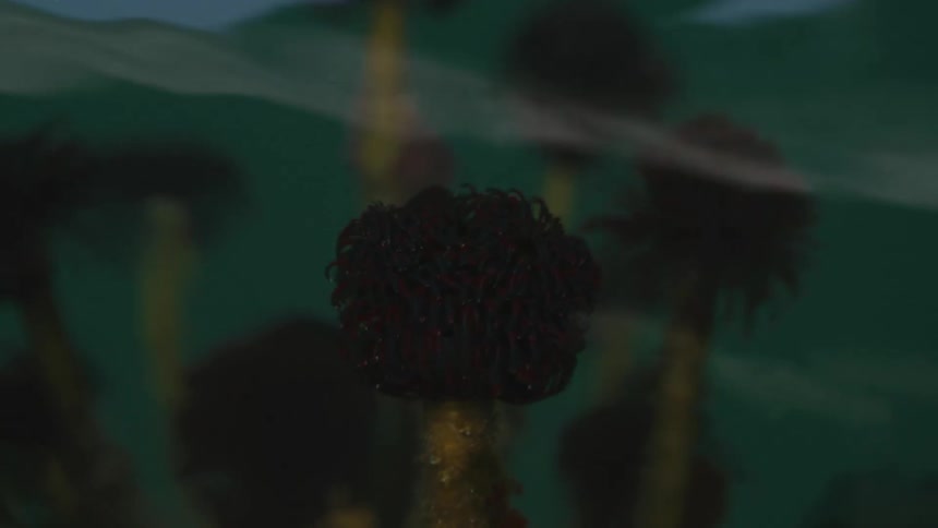 Underwater plants moving because of water currents