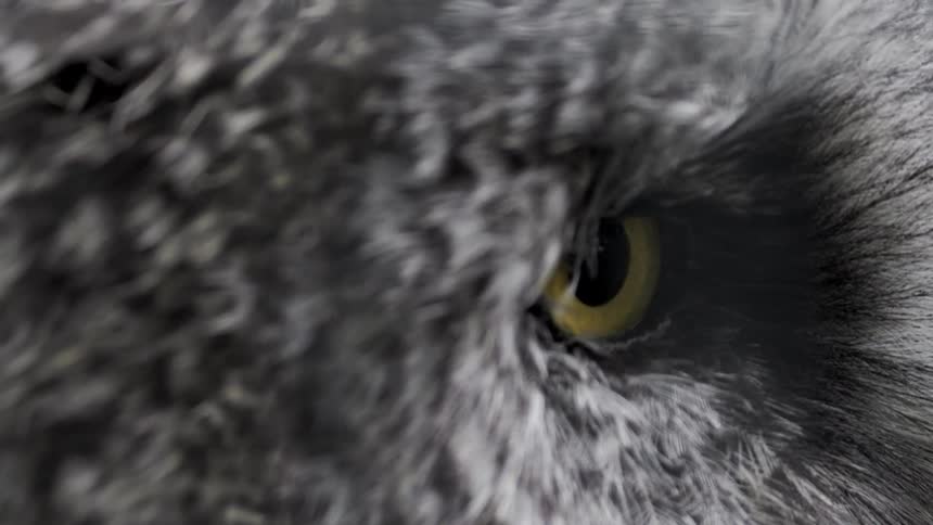 A face of an owl with orange eyes