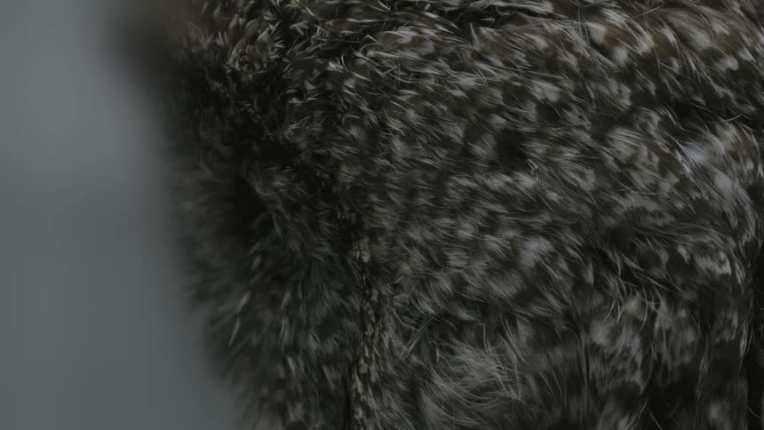 A close up clip of an owl