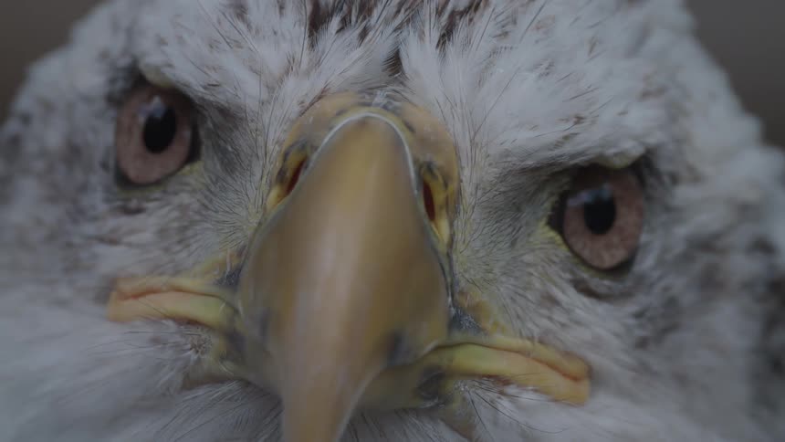 An american eagle turns its head and blinks