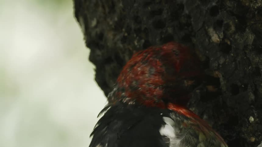 A bird pecking on a tree with its beak
